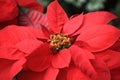 Red Poinsettia at Christmas Royalty Free Stock Photo