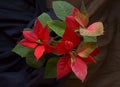 Red poinsettia on black background Euphorbia pulcherrima