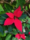 Red poinsettia Christmas flower decoration Royalty Free Stock Photo