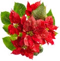 Red poinsettia. christmas flower isolated on white Royalty Free Stock Photo