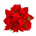 Red poinsettia Christmas flower isolated white background Royalty Free Stock Photo