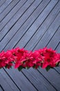 Red poinsettia christmas flowers on black wood background Royalty Free Stock Photo