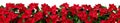 Red poinsettia Christmas flowers horizontal seamless pattern