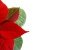 Red poinsettia . Christmas flowers isolated. Royalty Free Stock Photo