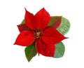Red poinsettia . Christmas flowers isolated. Royalty Free Stock Photo