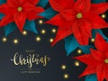 Red Poinsettia and Christmas Lights on Black Background Royalty Free Stock Photo