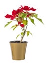 Red poinsettia christmas plant in a golden flower pot with isolated white background. Royalty Free Stock Photo