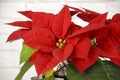 Red poinsettia Christmas plant isolated on white brick backgorund Royalty Free Stock Photo