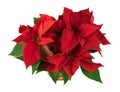 Red poinsettia christmas plant on white background Royalty Free Stock Photo