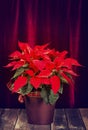 Red Poinsettia, Christmas Star flower, in a pot Royalty Free Stock Photo