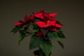 Red Poinsettia Christmas star potted flower with green leaves close up shot large depth of field isolated on gray background Royalty Free Stock Photo