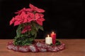 Red Poinsettia Christmas Table Arrangement on Black Background Royalty Free Stock Photo