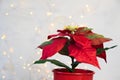 Red poinsettia. Christmas traditional flower on light backround Royalty Free Stock Photo