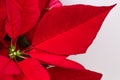 Red Poinsettia