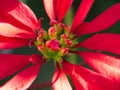 Red Poinsettia Close-up