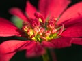 Red Poinsettia Close-up
