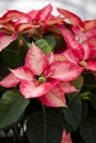 Red Poinsettia Royalty Free Stock Photo
