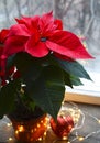 Red Poinsettia Euphorbia Pulcherrima in aflower pot.Christmas decoration on the window with Christmas star or Star of Bethlehem Royalty Free Stock Photo