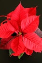 The poinsettia Euphorbia pulcherrima during christmas