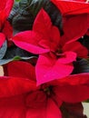 Red Poinsettia, Euphorbia Pulcherrima, christmas star close-up, festive background for design. Festive Christmas, Winter Royalty Free Stock Photo