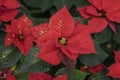 Red Poinsettia, Euphorbia Pulcherrima, christmas star close-up, festive background for design. Festive Christmas, Winter Royalty Free Stock Photo