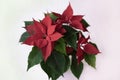 Red Poinsettia, Euphorbia Pulcherrima, christmas star close-up, top view Royalty Free Stock Photo