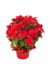 Red poinsettia (Euphorbia pulcherrima)