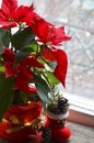 Red Poinsettia Euphorbia Pulcherrima in a flower pot with garland lights on the window. Royalty Free Stock Photo