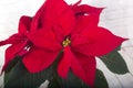 Red poinsettia Euphorbia pulcherrima.Macro shot