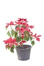 Red Poinsettia or Euphorbia pulcherrima Wild in black plastic pot isolate on white background. Royalty Free Stock Photo