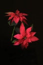 Red poinsettia flower. Royalty Free Stock Photo