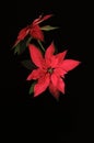 Red poinsettia flower. Royalty Free Stock Photo