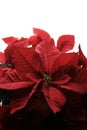 Red poinsettia flower. Royalty Free Stock Photo