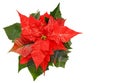 Red poinsettia flower Royalty Free Stock Photo