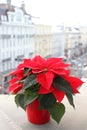 Red Poinsettia flower in bloom