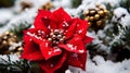 Red Poinsettia flower blooming in winter snow a beautiful Christmas flower