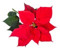 Red Poinsettia flower bracts isolated on white Royalty Free Stock Photo