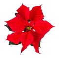 Red Poinsettia flower bracts isolated on white