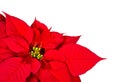 Red Poinsettia flower bracts isolated on white Royalty Free Stock Photo