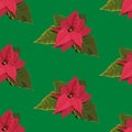 Red Poinsettia flower Christmas decoration seamless vector pattern on the green background Royalty Free Stock Photo