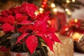 Red Poinsettia flower, Christmas Star Royalty Free Stock Photo