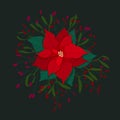Red poinsettia flower composition with branches and berries isolated on dark background. Christmas star flower and Royalty Free Stock Photo