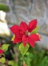 Red poinsettia flower Euphorbia pulcherrima, aka Christmas Star, closeup Royalty Free Stock Photo