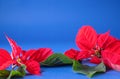 Red poinsettia flower Euphorbia pulcherrima close up. Christmas Star closeup Royalty Free Stock Photo