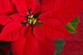 Red poinsettia flower Royalty Free Stock Photo