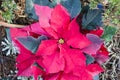 Red Poinsettia Flower, Euphorbia Pulcherrima, Nochebuena christmas flower. Athens, Greece Royalty Free Stock Photo