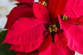 Red Poinsettia flower, Euphorbia Pulcherrima, or Nochebuena. Christmas Star flower close-up Royalty Free Stock Photo