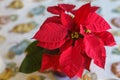 Red Poinsettia flower, Euphorbia Pulcherrima, or Nochebuena. Christmas Star flower close-up on a table Royalty Free Stock Photo