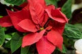 Red Poinsettia Flower, Euphorbia Pulcherrima, Nochebuena.Christmas flower poinsettia indoor .Selective focus. red Royalty Free Stock Photo