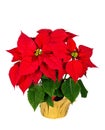 Red poinsettia flower in a festive pot Royalty Free Stock Photo